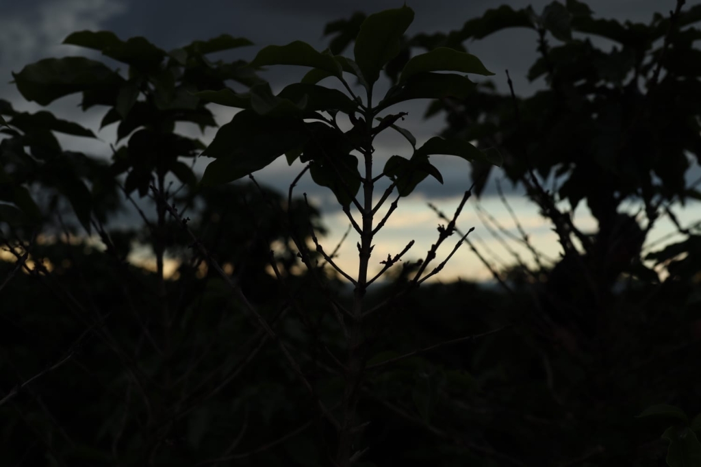 Доллар выше 100, арабика за 300, робусты по 5000