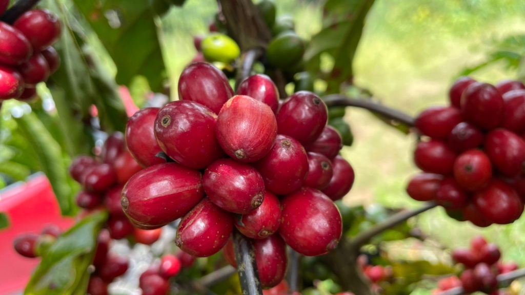 Как разработать современный вкусовой профиль кофе: терруар, генетика, обработка.